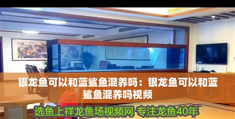 銀龍魚可以和藍鯊魚混養嗎：銀龍魚可以和藍鯊魚混養嗎視頻