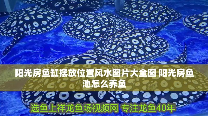 陽光房魚缸擺放位置風(fēng)水圖片大全圖 陽光房魚池怎么養(yǎng)魚