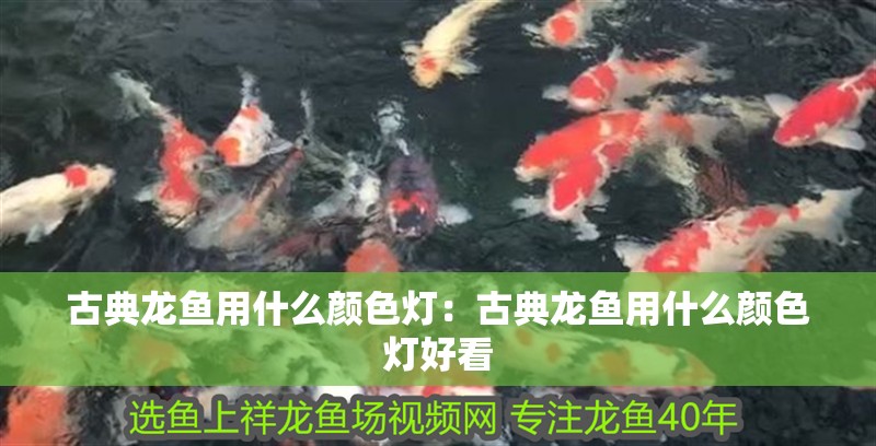 古典龍魚用什么顏色燈：古典龍魚用什么顏色燈好看