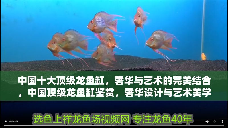 中國十大頂級龍魚缸，奢華與藝術的完美結合，中國頂級龍魚缸鑒賞，奢華設計與藝術美學的極致融合