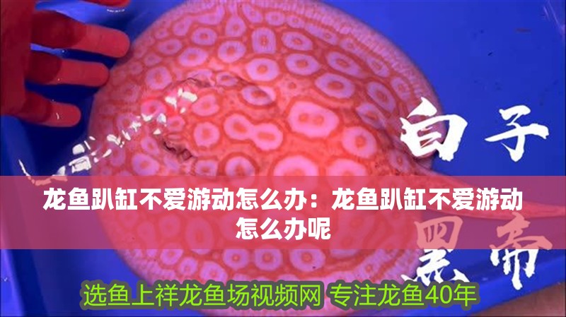 龍魚趴缸不愛游動怎么辦：龍魚趴缸不愛游動怎么辦呢