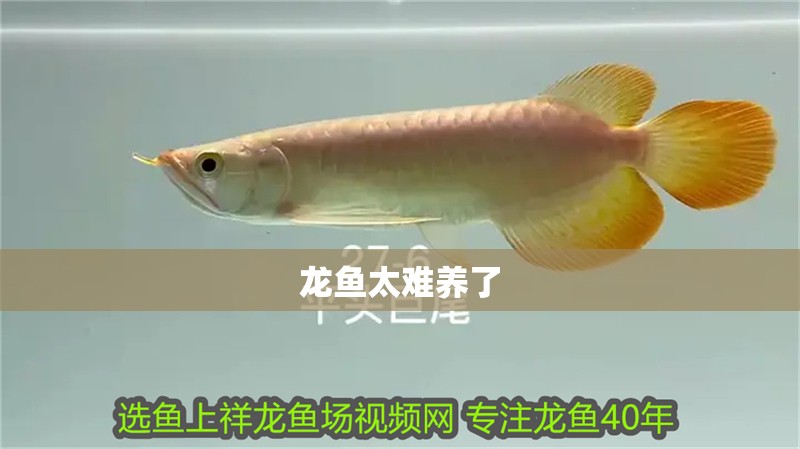龍魚太難養了