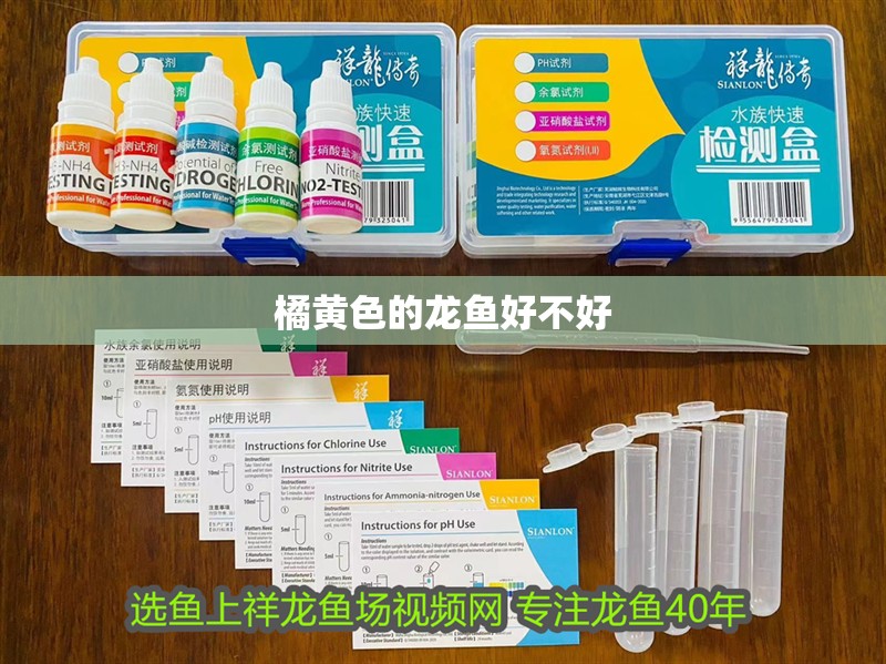 橘黃色的龍魚好不好