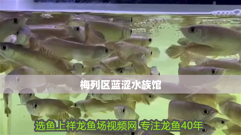 梅列區藍澀水族館