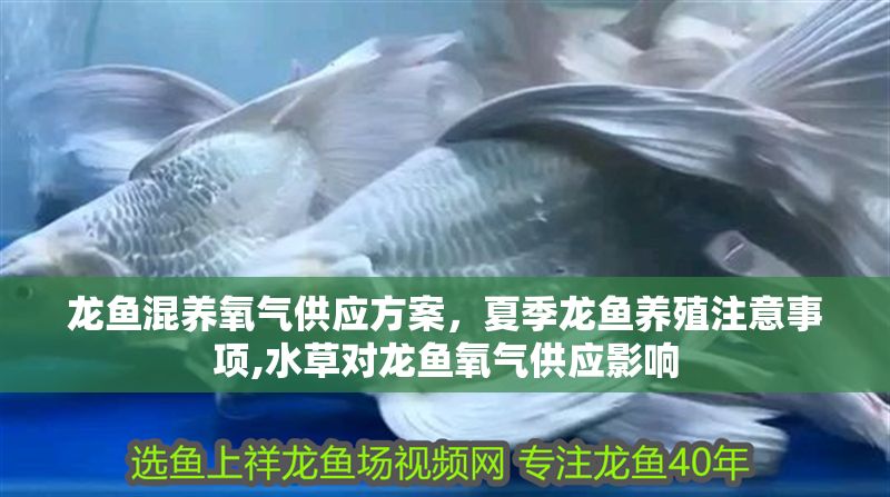 龍魚混養(yǎng)氧氣供應(yīng)方案，夏季龍魚養(yǎng)殖注意事項(xiàng),水草對(duì)龍魚氧氣供應(yīng)影響 龍魚混養(yǎng)氧氣供應(yīng)方案，夏季龍魚養(yǎng)殖注意事項(xiàng),水草對(duì)龍魚氧氣供應(yīng)影響 虎魚百科 第6張