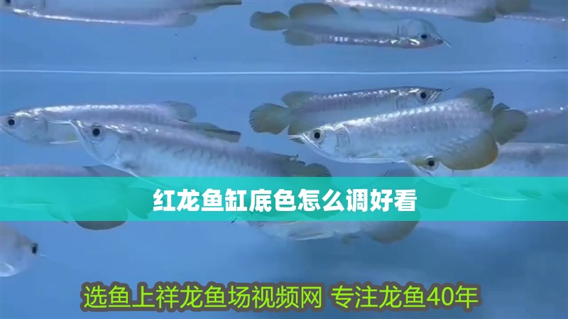 紅龍魚缸底色怎么調好看