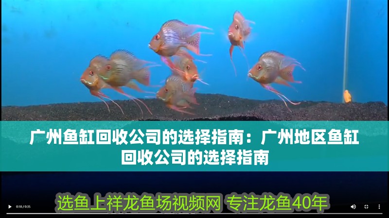 廣州魚缸回收公司的選擇指南：廣州地區魚缸回收公司的選擇指南