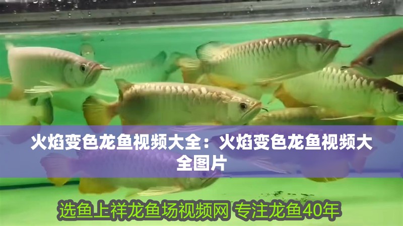 火焰變色龍魚視頻大全：火焰變色龍魚視頻大全圖片