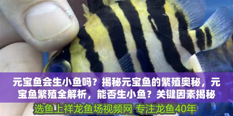 元寶魚會生小魚嗎？揭秘元寶魚的繁殖奧秘，元寶魚繁殖全解析，能否生小魚？關(guān)鍵因素揭秘