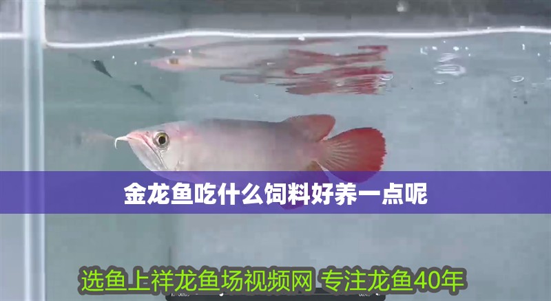 金龍魚吃什么飼料好養一點呢