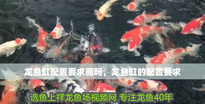 龍魚缸配置要求高嗎，龍魚缸的配置要求