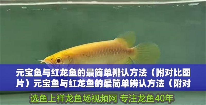 元寶魚與紅龍魚的最簡單辨認方法（附對比圖片）元寶魚與紅龍魚的最簡單辨認方法（附對比圖片）