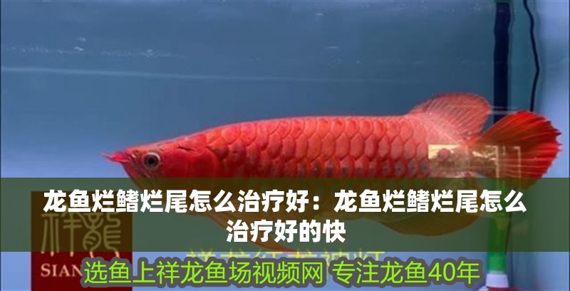 龍魚爛鰭爛尾怎么治療好：龍魚爛鰭爛尾怎么治療好的快