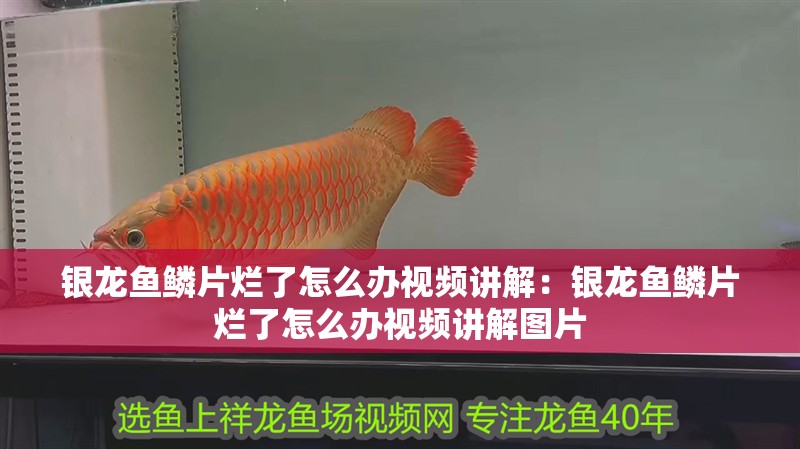 銀龍魚鱗片爛了怎么辦視頻講解：銀龍魚鱗片爛了怎么辦視頻講解圖片