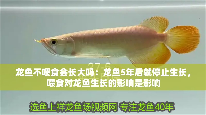 龍魚不喂食會長大嗎：龍魚5年后就停止生長，喂食對龍魚生長的影響是影響