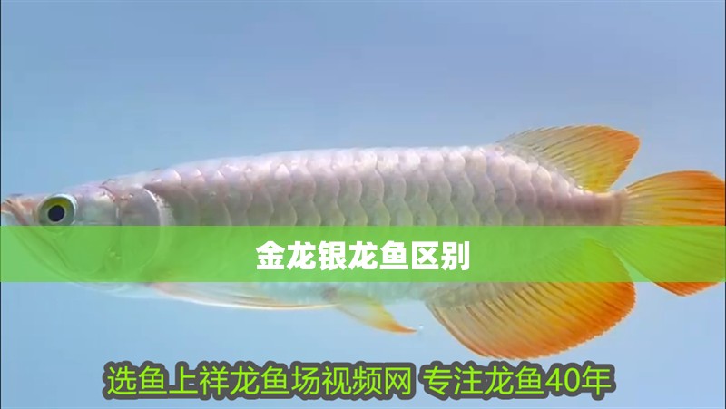 金龍銀龍魚區別