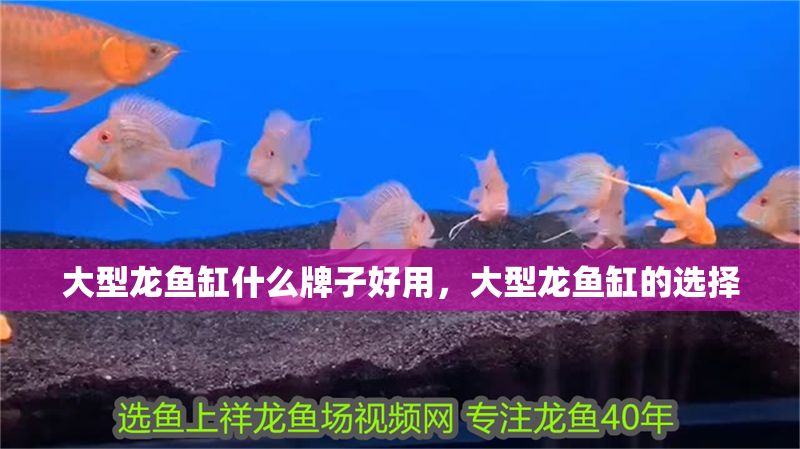 大型龍魚缸什么牌子好用，大型龍魚缸的選擇