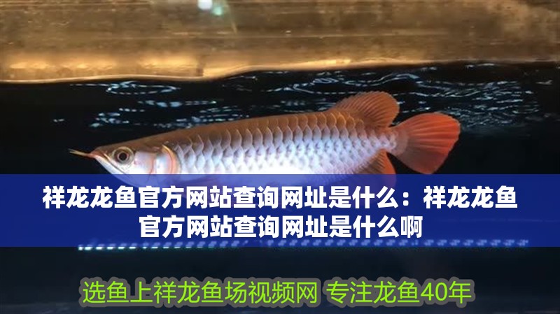 祥龍龍魚官方網站查詢網址是什么：祥龍龍魚官方網站查詢網址是什么啊