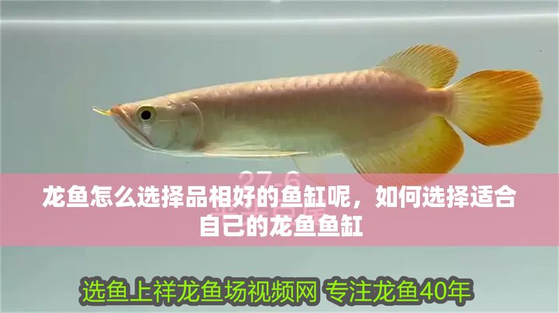 龍魚怎么選擇品相好的魚缸呢，如何選擇適合自己的龍魚魚缸