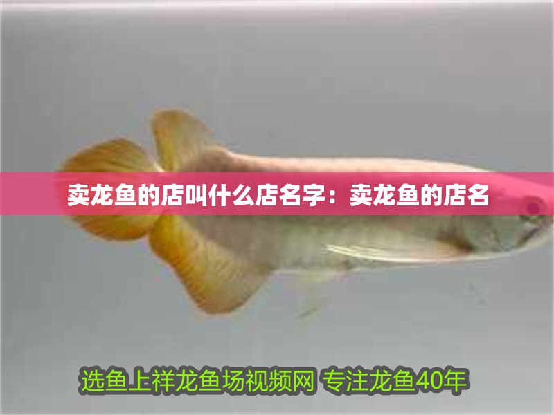 賣龍魚的店叫什么店名字：賣龍魚的店名