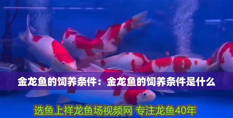 金龍魚的飼養(yǎng)條件：金龍魚的飼養(yǎng)條件是什么