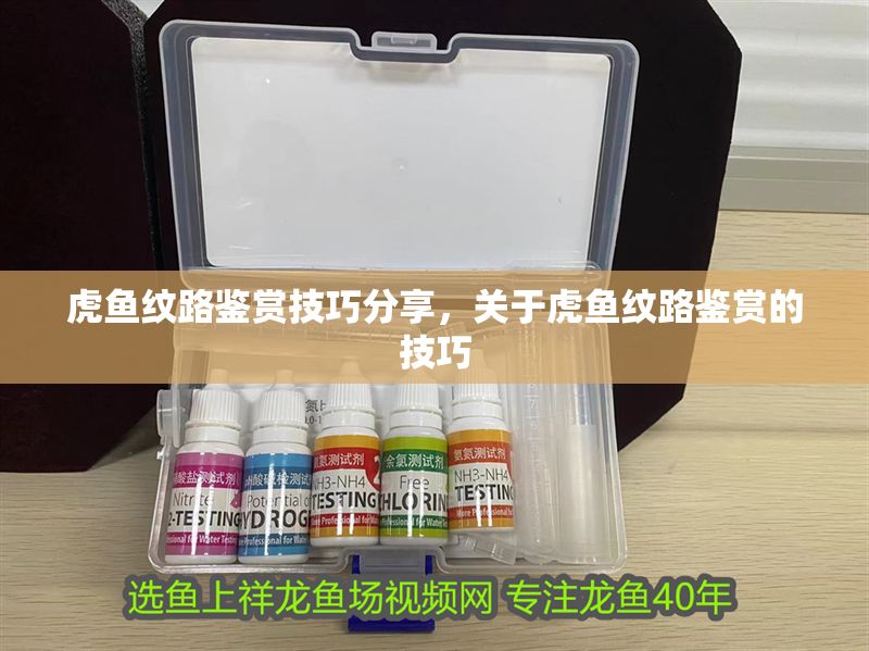 虎魚紋路鑒賞技巧分享，關于虎魚紋路鑒賞的技巧