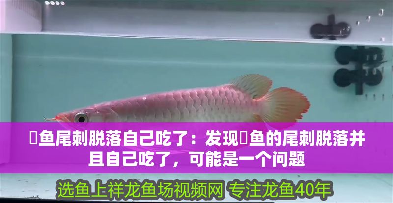 魟魚尾刺脫落自己吃了：發現魟魚的尾刺脫落并且自己吃了，可能是一個問題