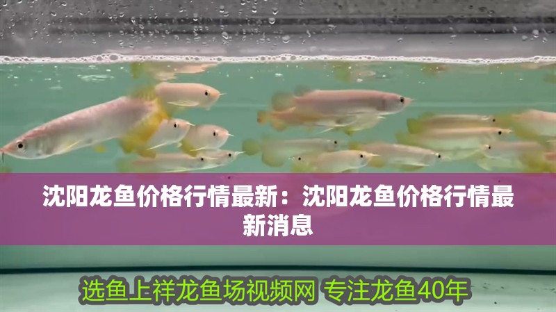 沈陽龍魚價格行情最新：沈陽龍魚價格行情最新消息