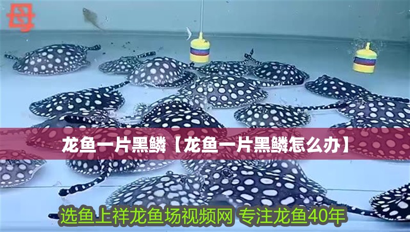 龍魚一片黑鱗【龍魚一片黑鱗怎么辦】