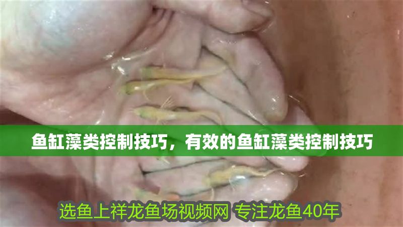 魚缸藻類控制技巧，有效的魚缸藻類控制技巧