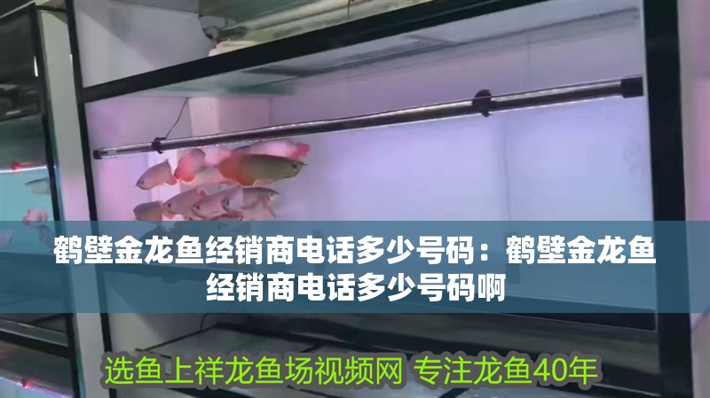 鶴壁金龍魚經銷商電話多少號碼：鶴壁金龍魚經銷商電話多少號碼啊