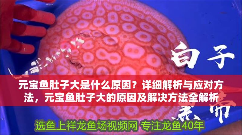 元寶魚肚子大是什么原因？詳細解析與應對方法，元寶魚肚子大的原因及解決方法全解析