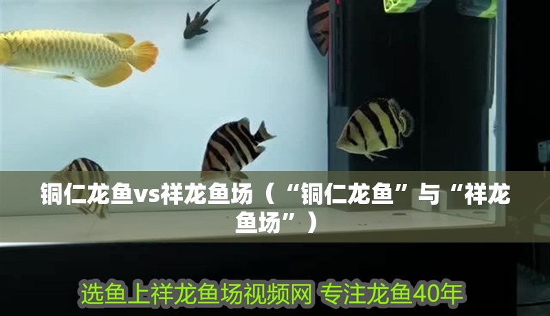 銅仁龍魚vs祥龍魚場（“銅仁龍魚”與“祥龍魚場”）
