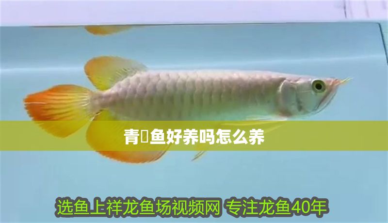 青鳉魚好養嗎怎么養