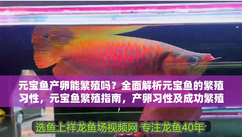 元寶魚產(chǎn)卵能繁殖嗎？全面解析元寶魚的繁殖習性，元寶魚繁殖指南，產(chǎn)卵習性及成功繁殖技巧