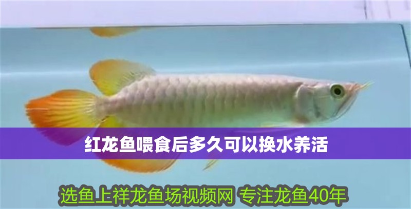 紅龍魚喂食后多久可以換水養(yǎng)活