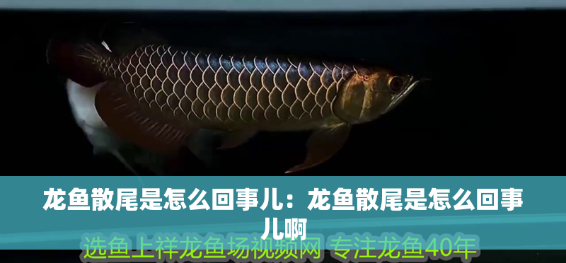 龍魚散尾是怎么回事兒：龍魚散尾是怎么回事兒啊