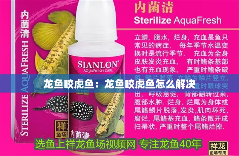龍魚(yú)咬虎魚(yú)：龍魚(yú)咬虎魚(yú)怎么解決