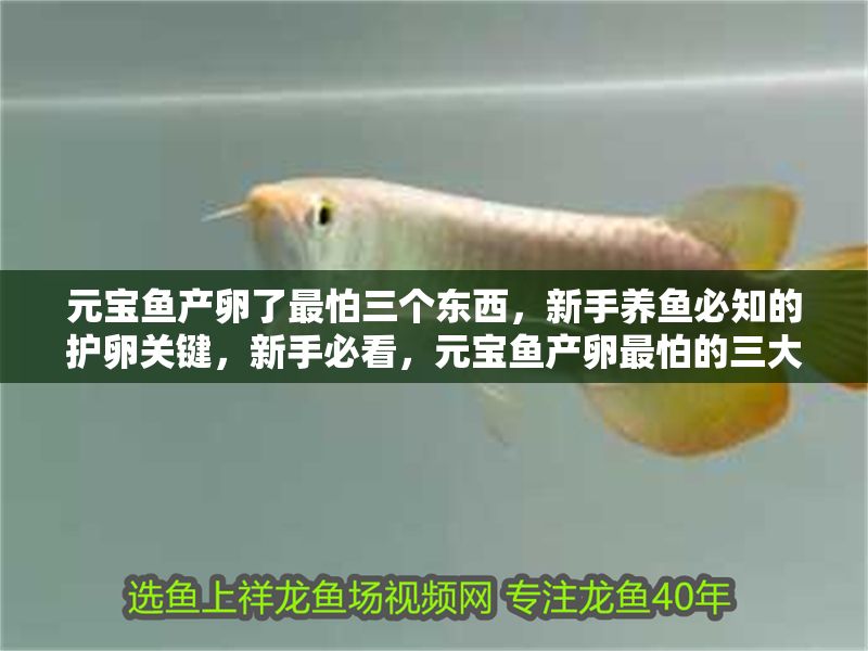 元寶魚產卵了最怕三個東西，新手養魚必知的護卵關鍵，新手必看，元寶魚產卵最怕的三大禁忌，護卵關鍵全解析