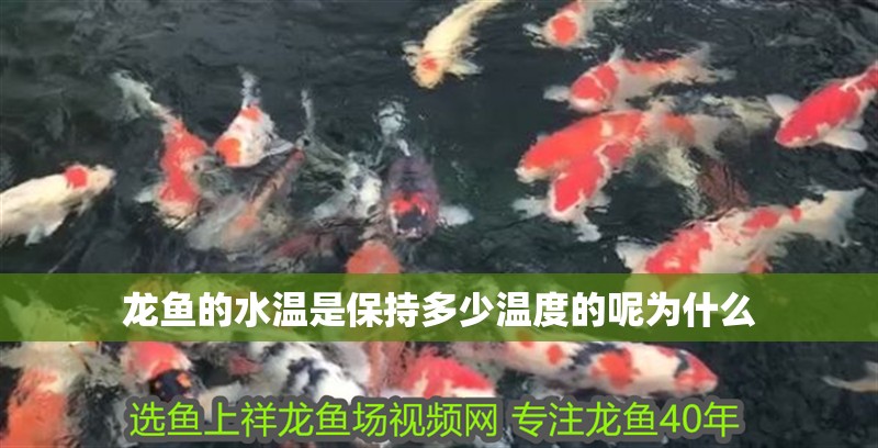 龍魚的水溫是保持多少溫度的呢為什么