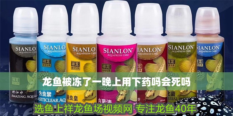龍魚被凍了一晚上用下藥嗎會死嗎