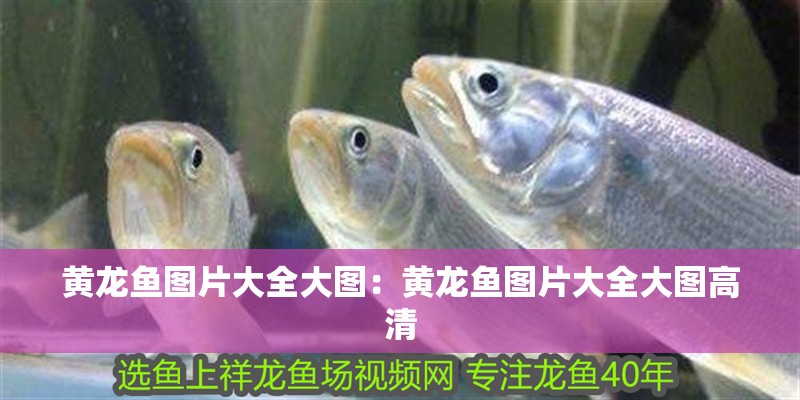 黃龍魚圖片大全大圖：黃龍魚圖片大全大圖高清