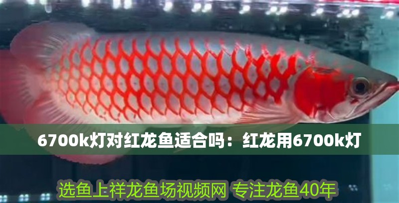 6700k燈對紅龍魚適合嗎：紅龍用6700k燈