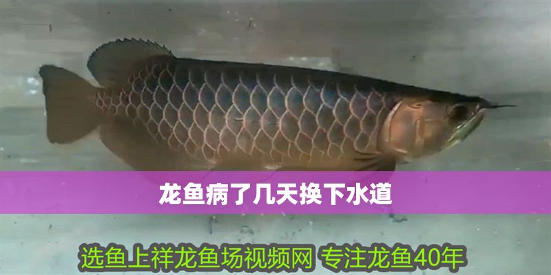 龍魚病了幾天換下水道