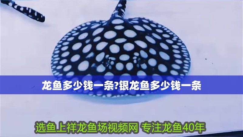龍魚多少錢一條?銀龍魚多少錢一條