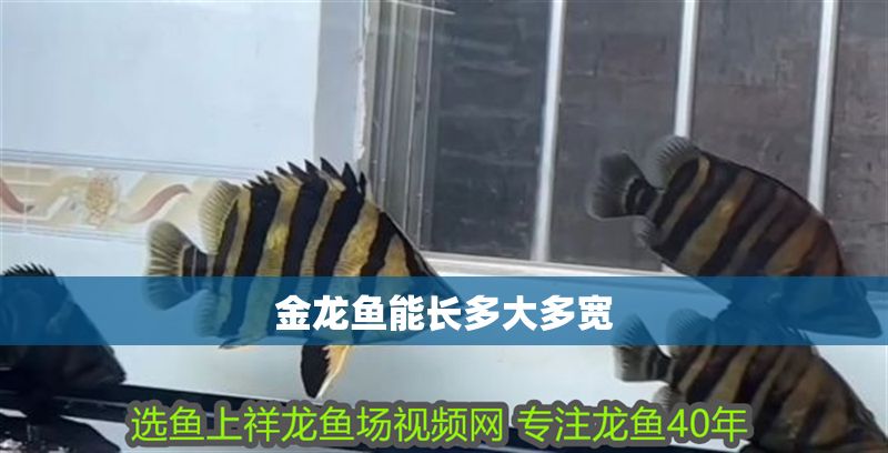 金龍魚能長多大多寬