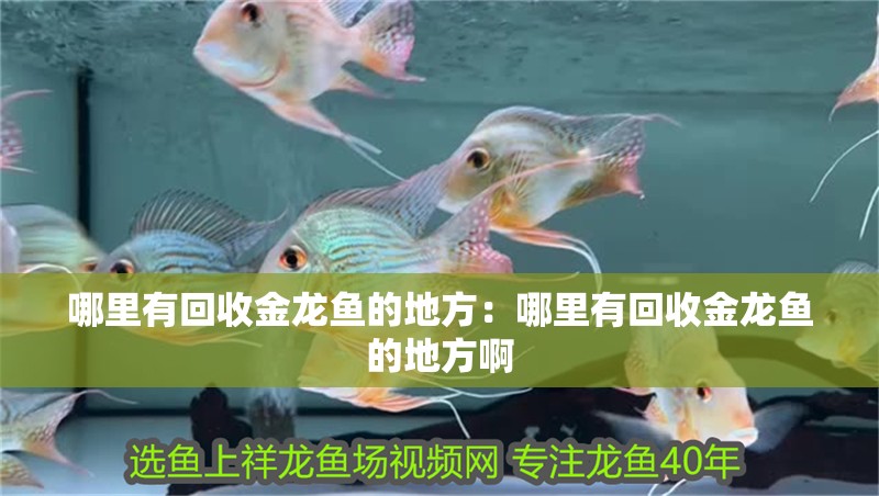 哪里有回收金龍魚的地方：哪里有回收金龍魚的地方啊