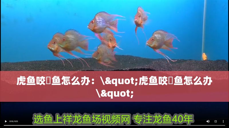 虎魚咬魟魚怎么辦：\"虎魚咬魟魚怎么辦\"