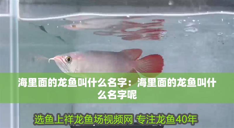 海里面的龍魚叫什么名字：海里面的龍魚叫什么名字呢