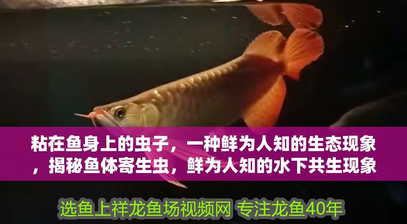 粘在魚身上的蟲子，一種鮮為人知的生態現象，揭秘魚體寄生蟲，鮮為人知的水下共生現象